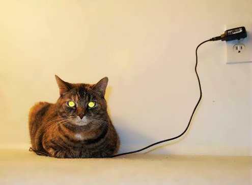 cat-lamp.jpg
