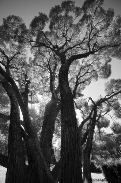 magic_tree-1