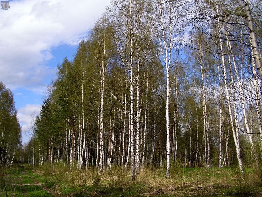 Посадки карельской березы, май 2014 г.