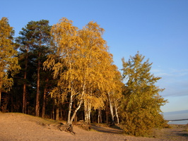 Repino_091009-3.jpg