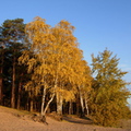 Repino_091009-3.jpg