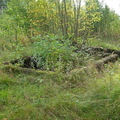 jappila_2011-8.jpg