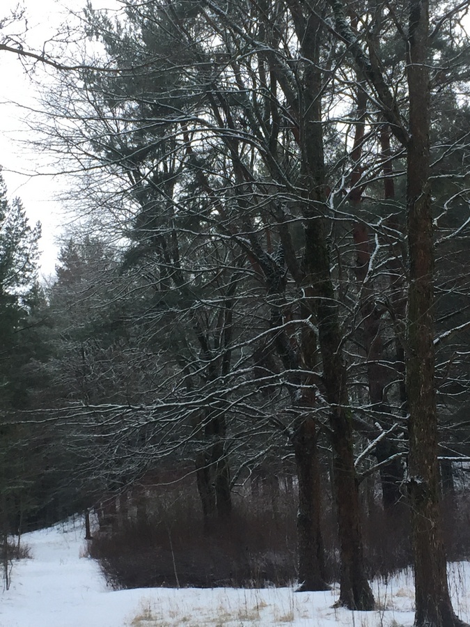 Аллея вязов.JPG