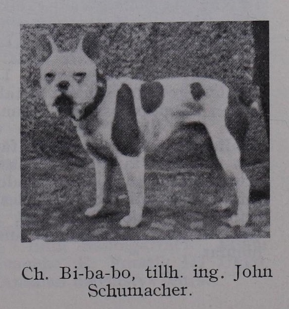1914 франц.бульдог - чемпион (влад.Дж.А.Шумахер).jpg