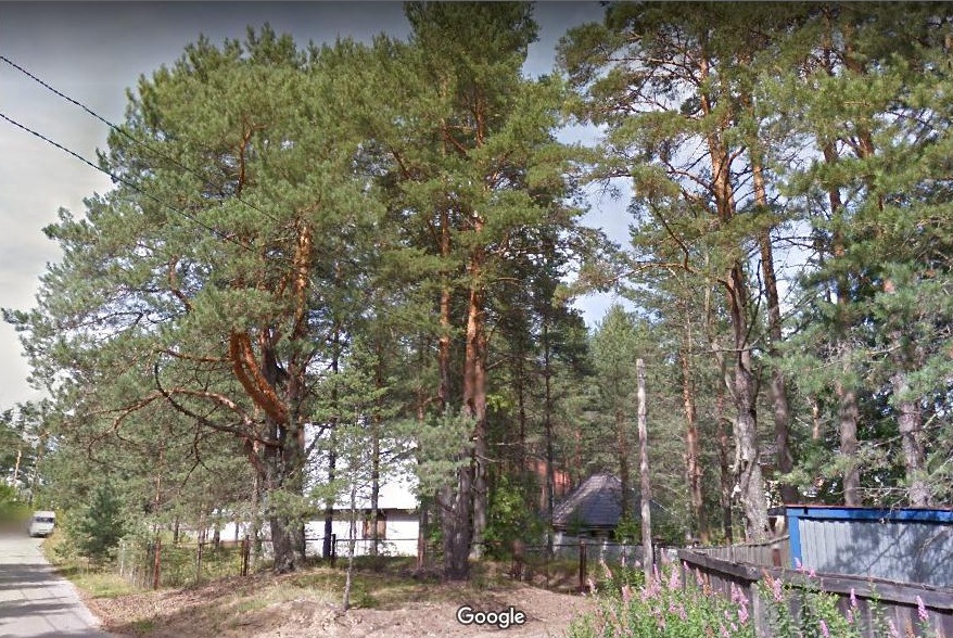 Тулокас №21 сосны.jpg