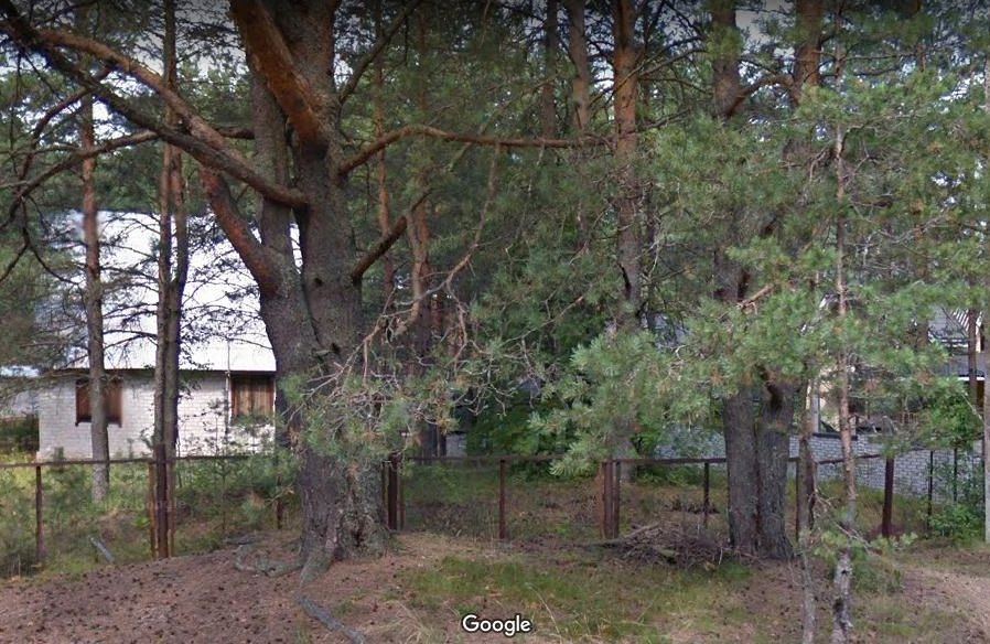 Тулокас №21 сосны-.jpg