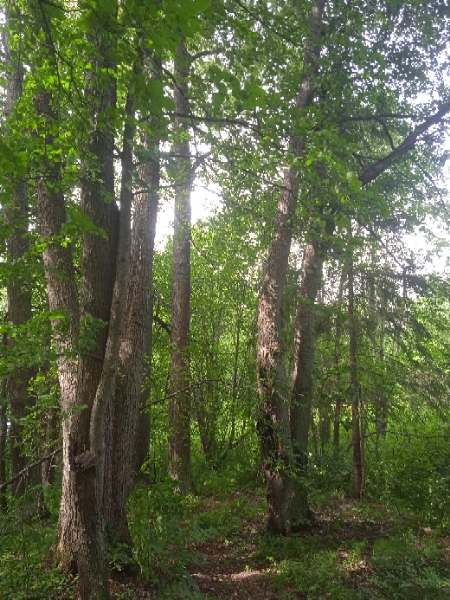 Липовая аллея