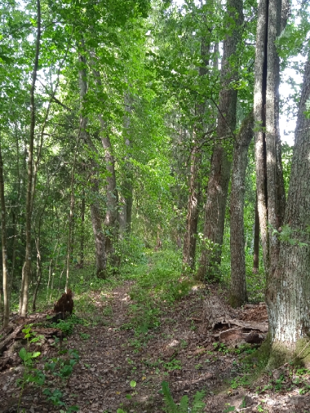 Липовая аллея