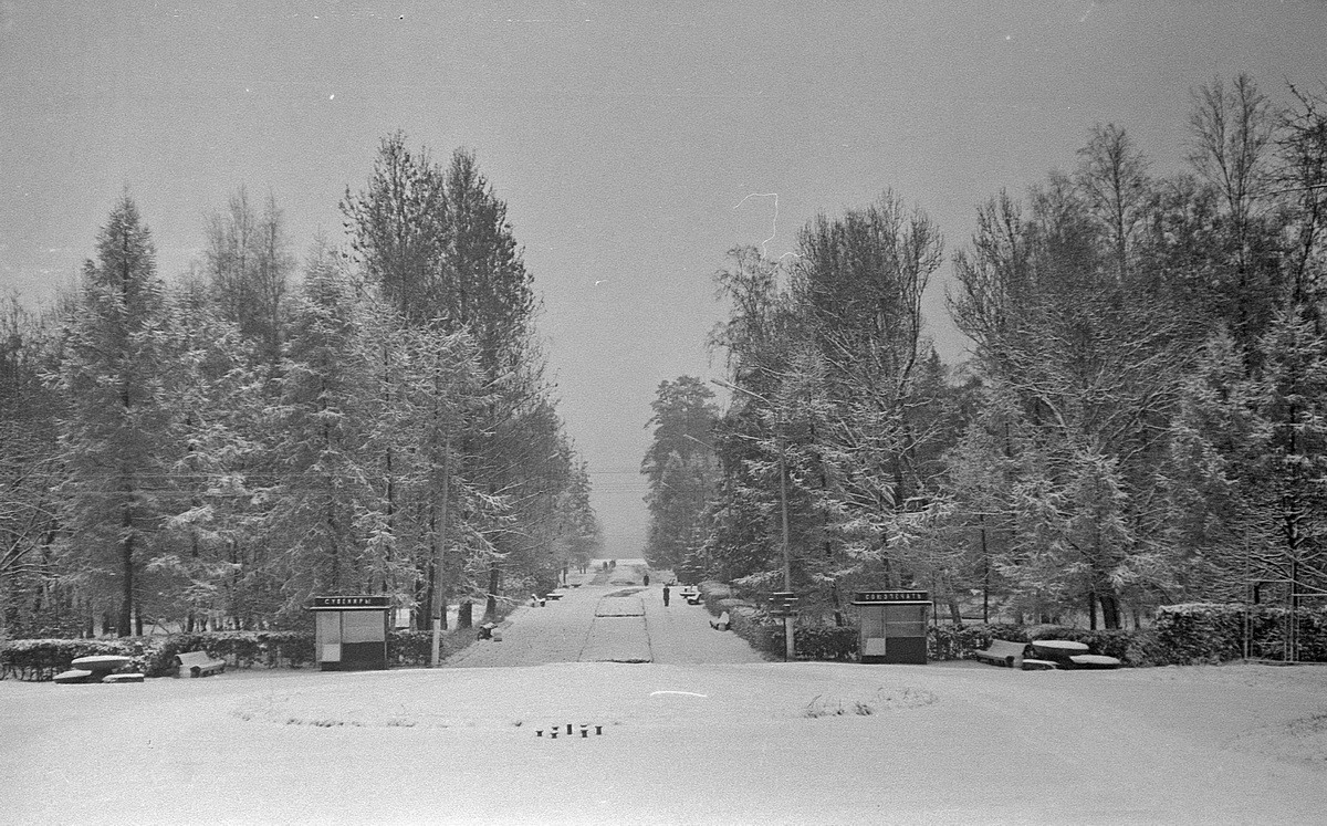 Zelenogorsk_2.JPG