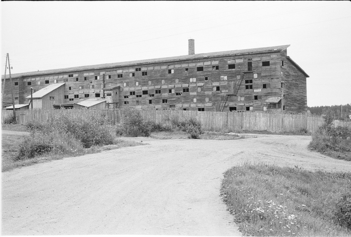 sainio-tiil-2.jpg