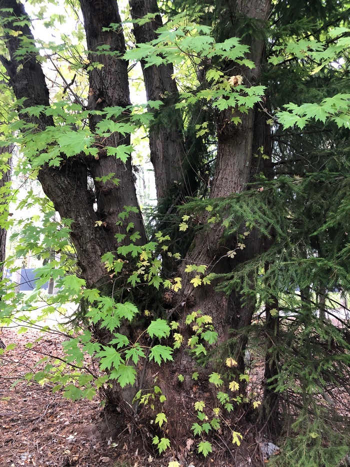 Клен серебристый.JPG