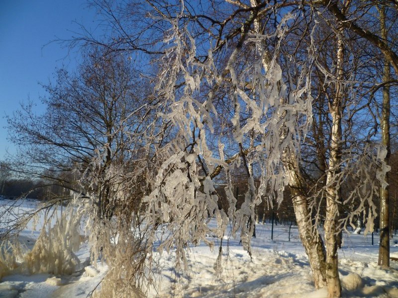 Ходьба в Сестрорецке-1.jpg