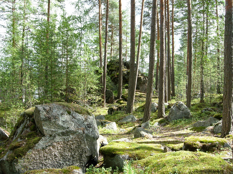 Каменная гряда поросла соснами - Каменная гряда поросла соснами Karisalmi-18.jpg
