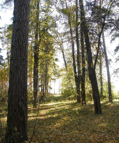 Зеленогорск. Дача Кирхнера, аллея от залива к дому, 2010 г. дача Кирхнера. аллея от дома к заливу 2010г..jpg