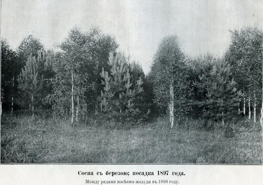 лес при имении Сежа 1904г. посадки 1897г..jpg