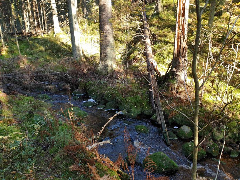 Один из ручейков с чистой водой, вытекающих из лесных глубин и впадающих в Ваммельйоки
