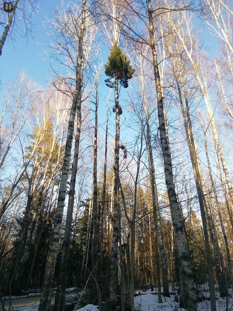 Зеленогорск_Курортная_2022-04-20.jpg