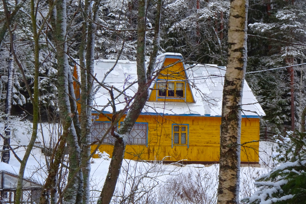 жёлтый дом