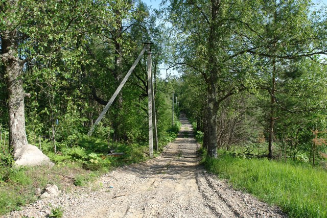 Дорога к гончарному заводу, березовая аллея. Фото из архива семьи Руси, 2007 год.