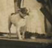 sr_Kellomaki_station_1913_dog.jpg