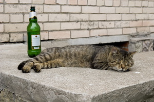 drunken_cat-02