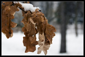 old_leaves