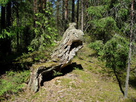 kuolemajarvi-karjalainen-12.jpg